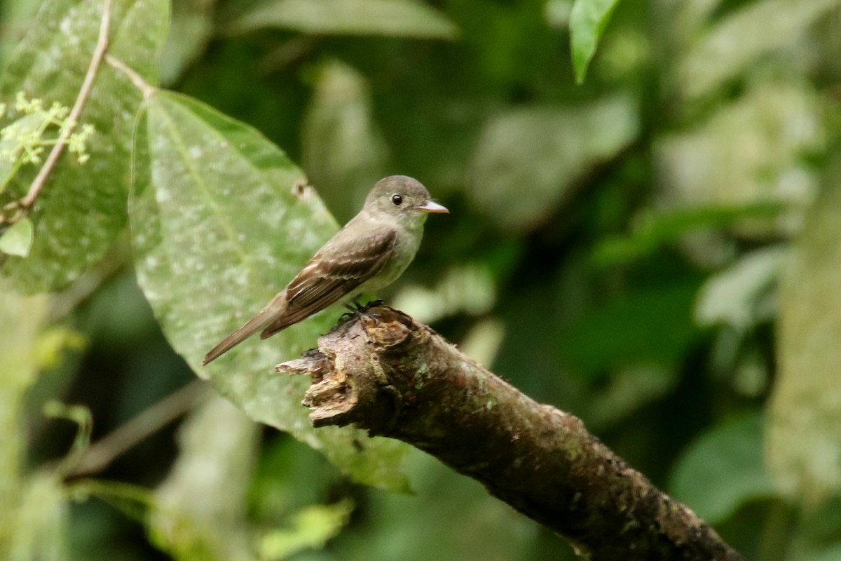 Black-billed Flycatcher - ML620659597