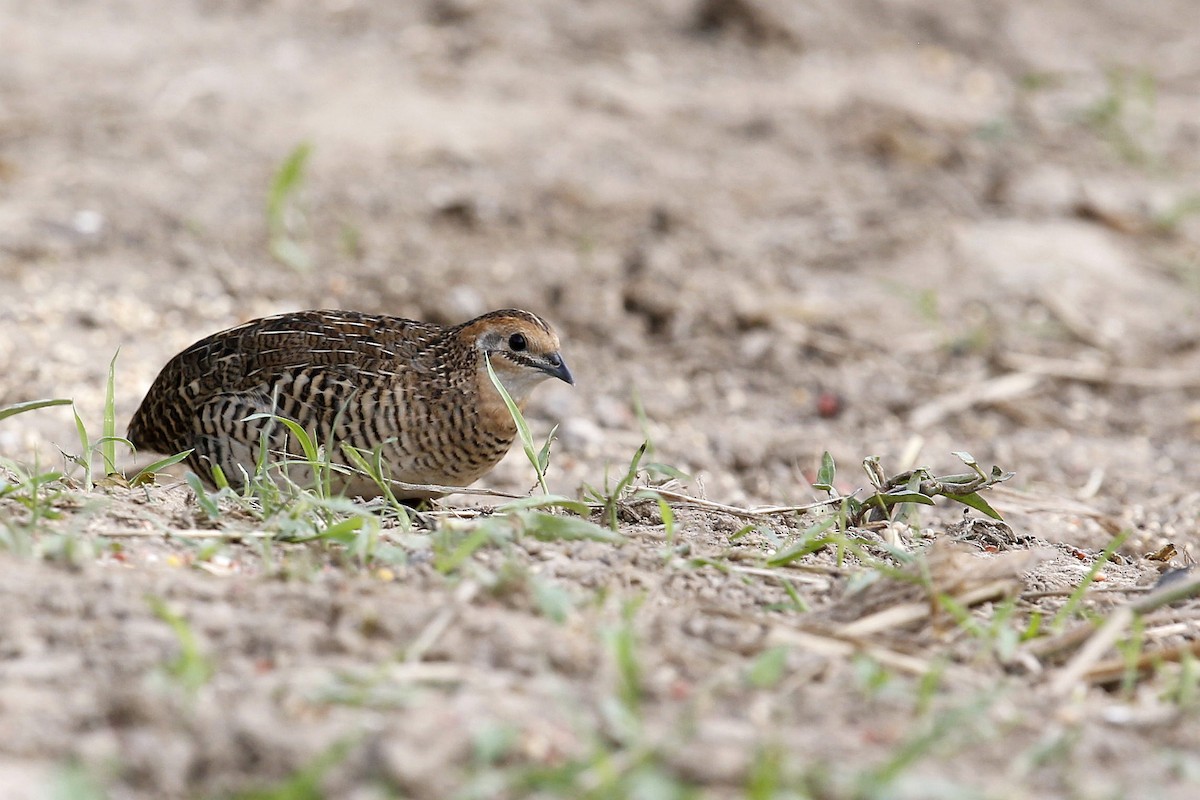 Blue-breasted Quail - ML620659603