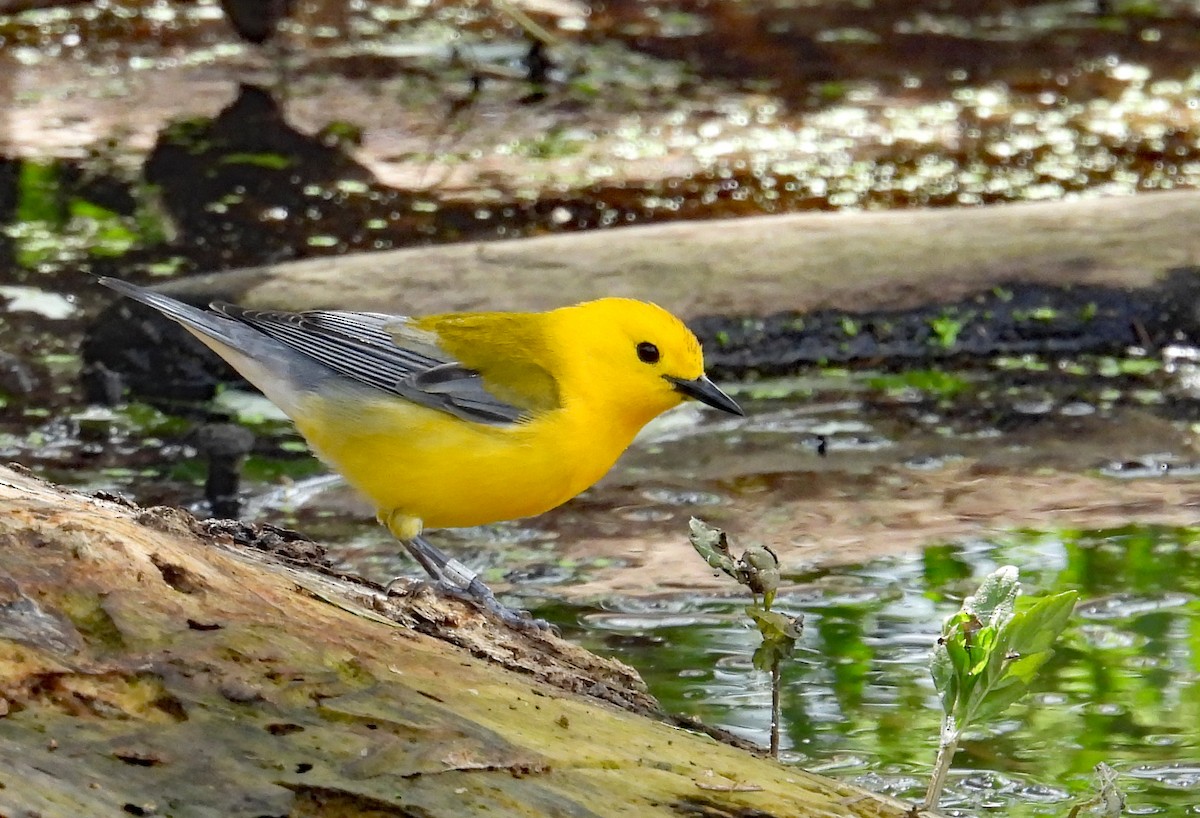 Prothonotary Warbler - ML620659604