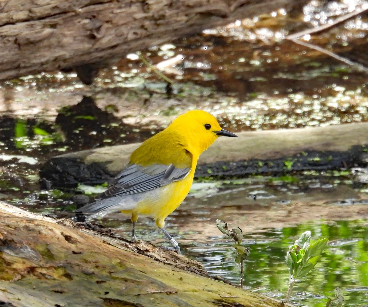 Prothonotary Warbler - ML620659605
