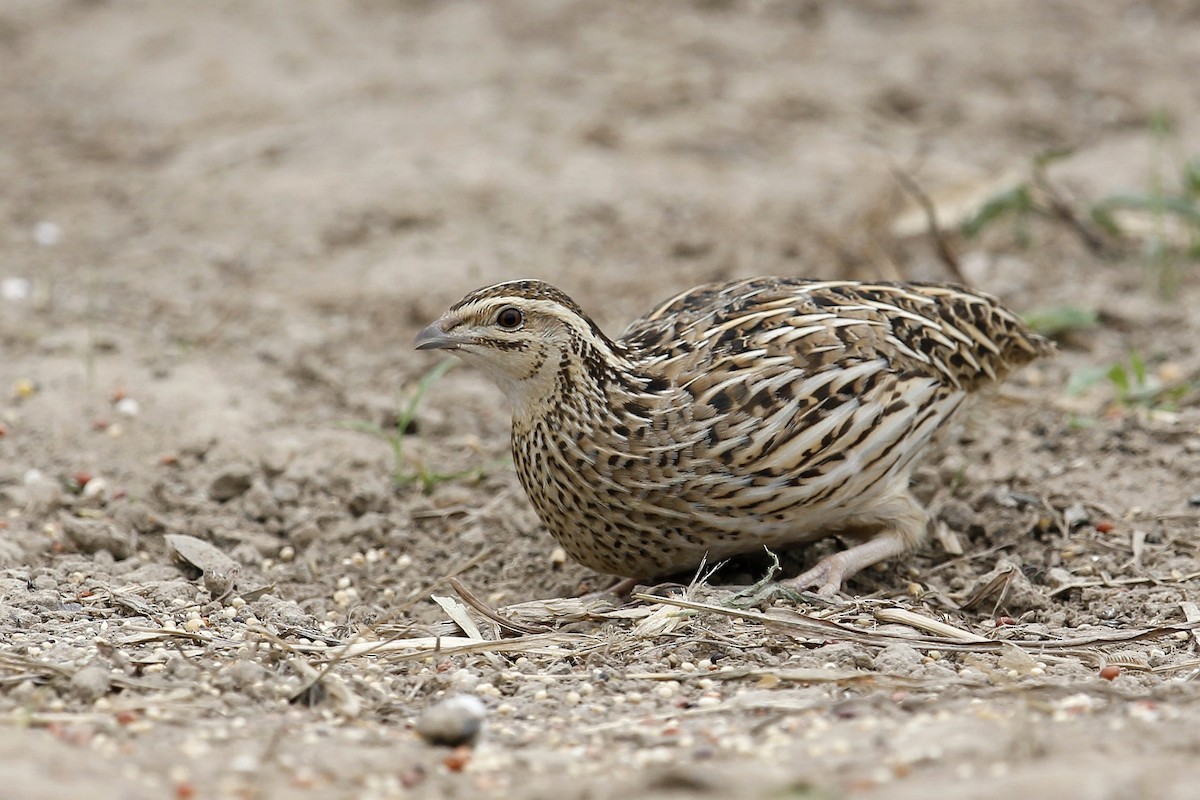 Rain Quail - ML620659606