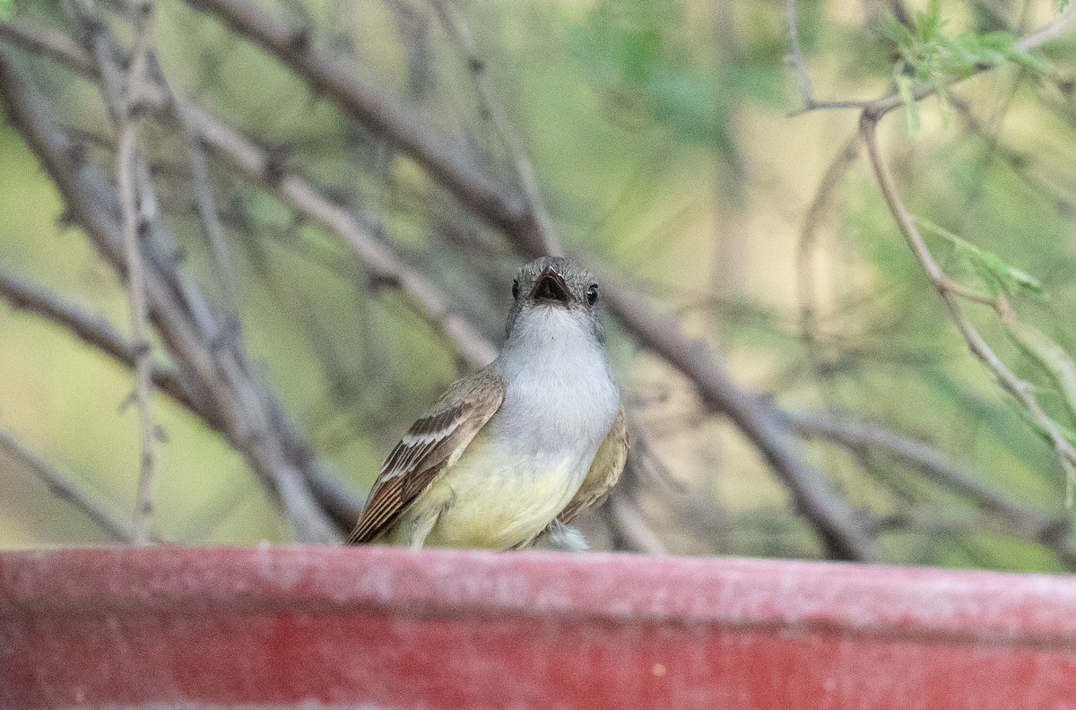 Brown-crested Flycatcher - ML620659610