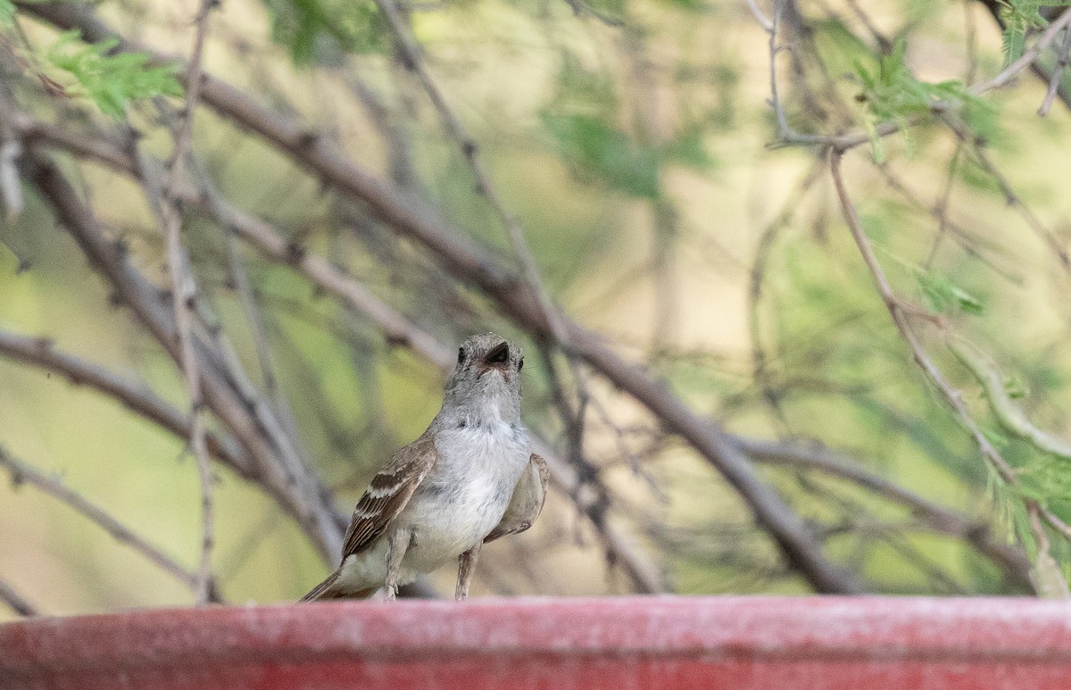 Brown-crested Flycatcher - ML620659615