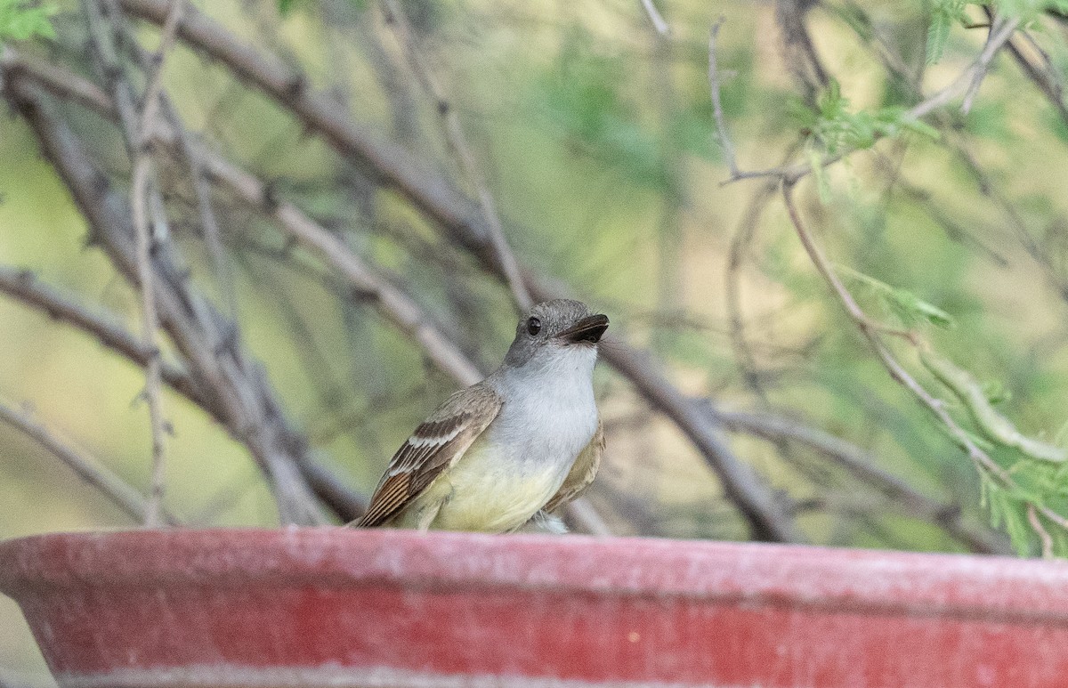 Brown-crested Flycatcher - ML620659616