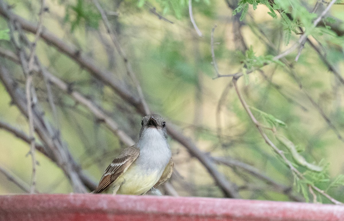 Brown-crested Flycatcher - ML620659617