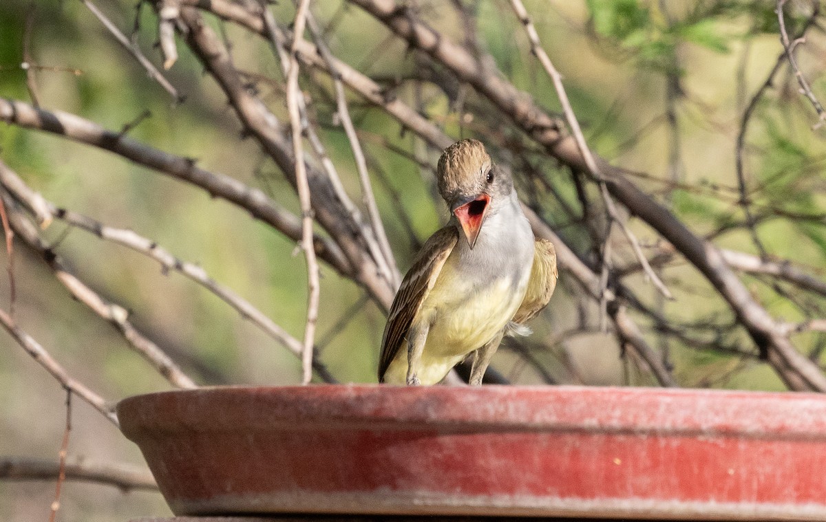 Brown-crested Flycatcher - ML620659618