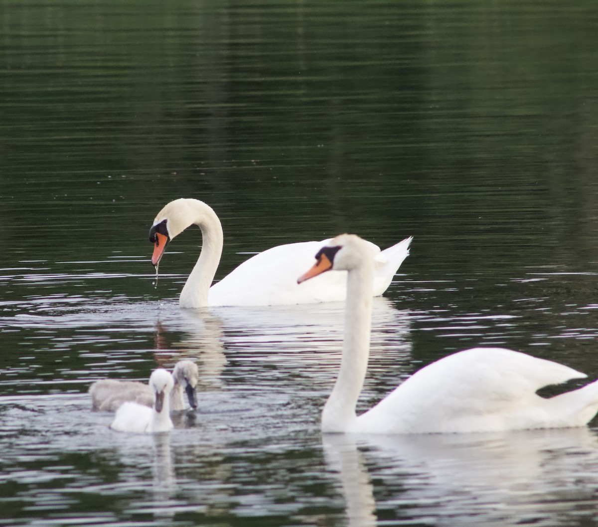 Mute Swan - ML620659627