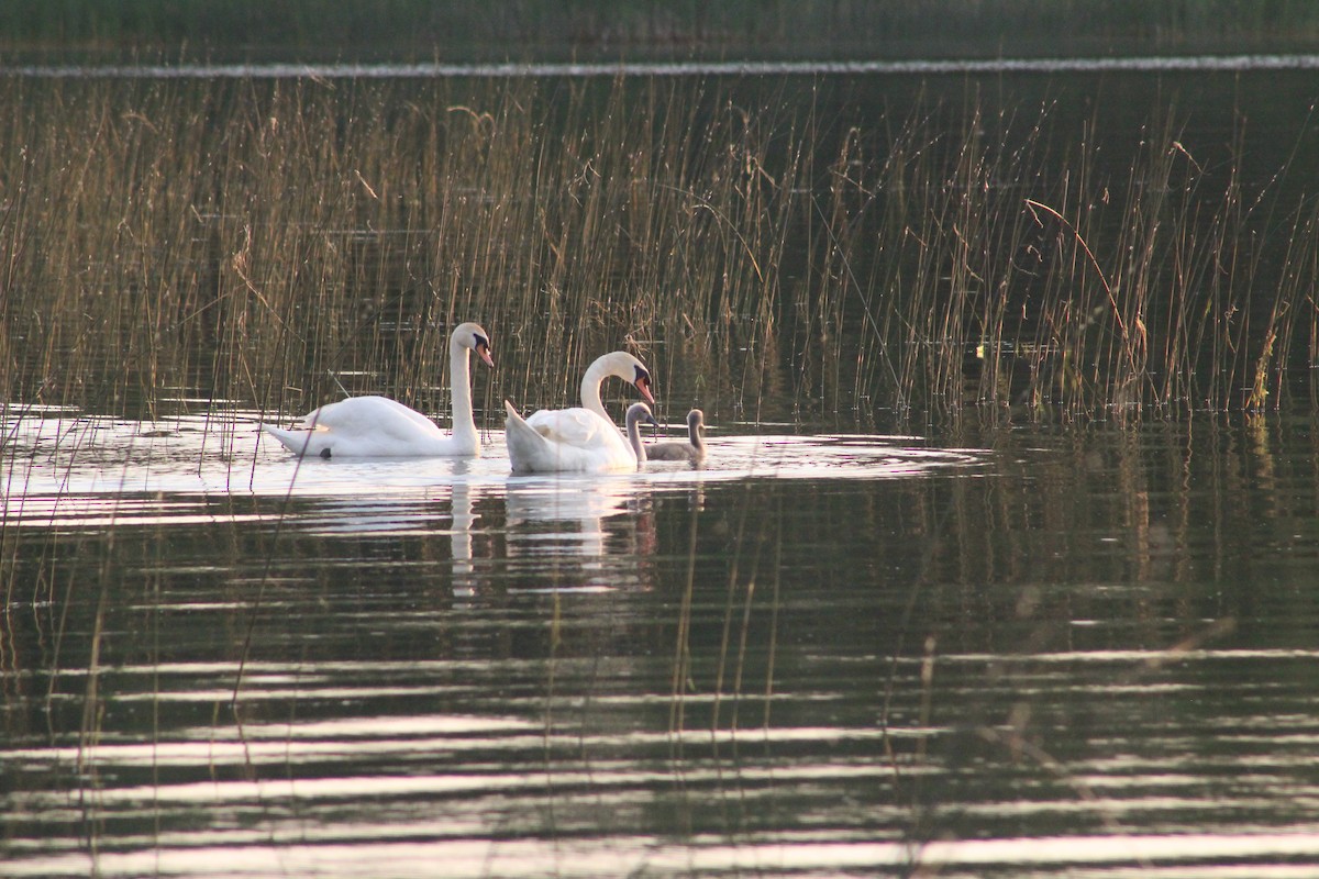 Mute Swan - ML620659629