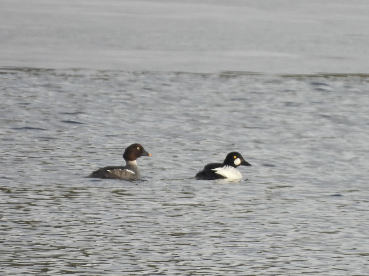 Common Goldeneye - ML620659630