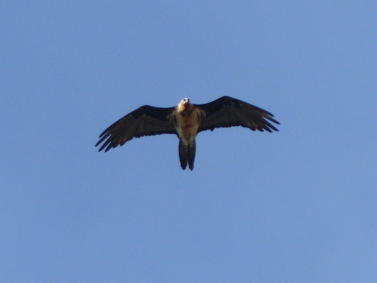 Bearded Vulture (Eurasian) - ML620659642