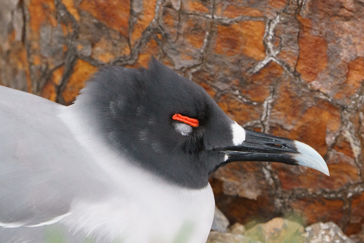 Swallow-tailed Gull - ML620659643