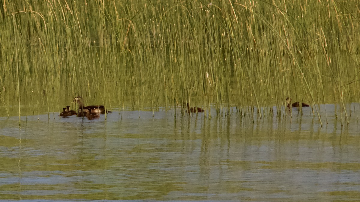 Wood Duck - ML620659646