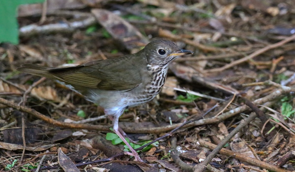 Gray-cheeked Thrush - ML620659653