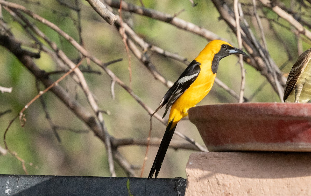 Oriole masqué - ML620659656