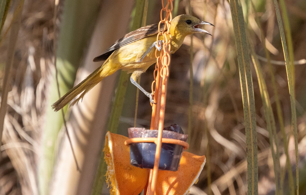 Hooded Oriole - Nick Pulcinella