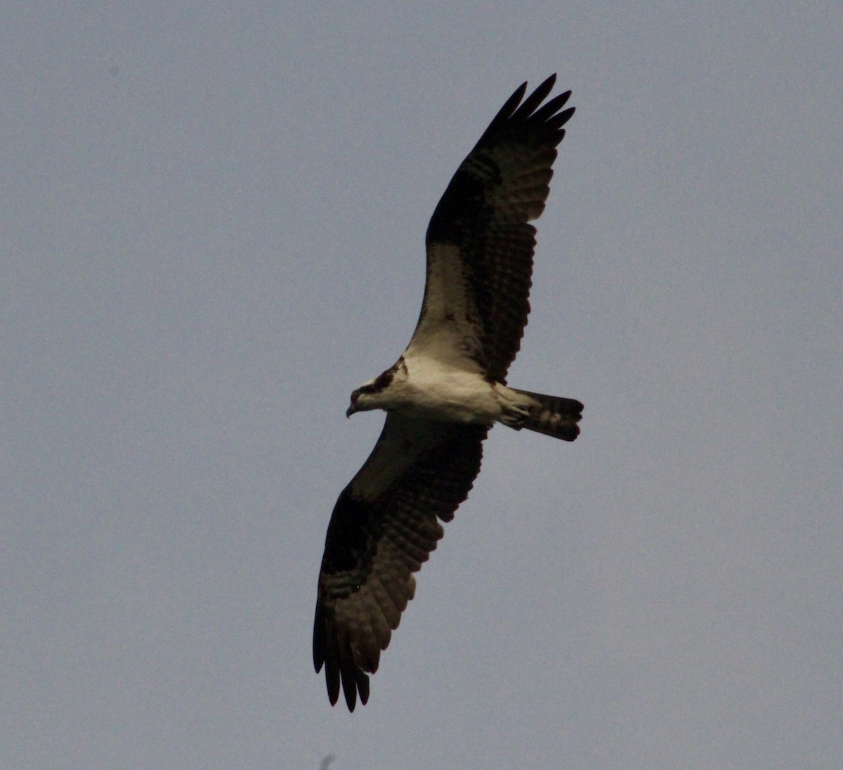 Águila Pescadora - ML620659667