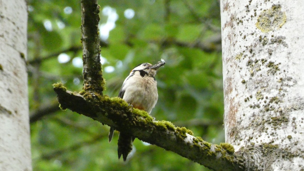 Great Spotted Woodpecker - ML620659675