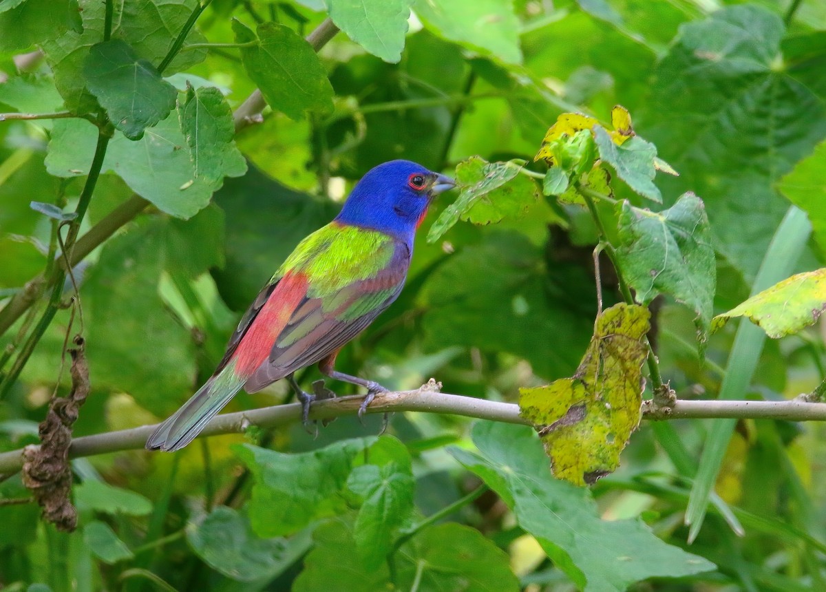 Painted Bunting - ML620659677