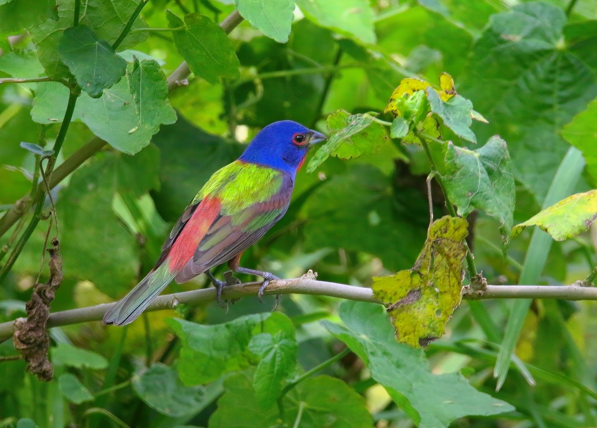 Painted Bunting - ML620659678