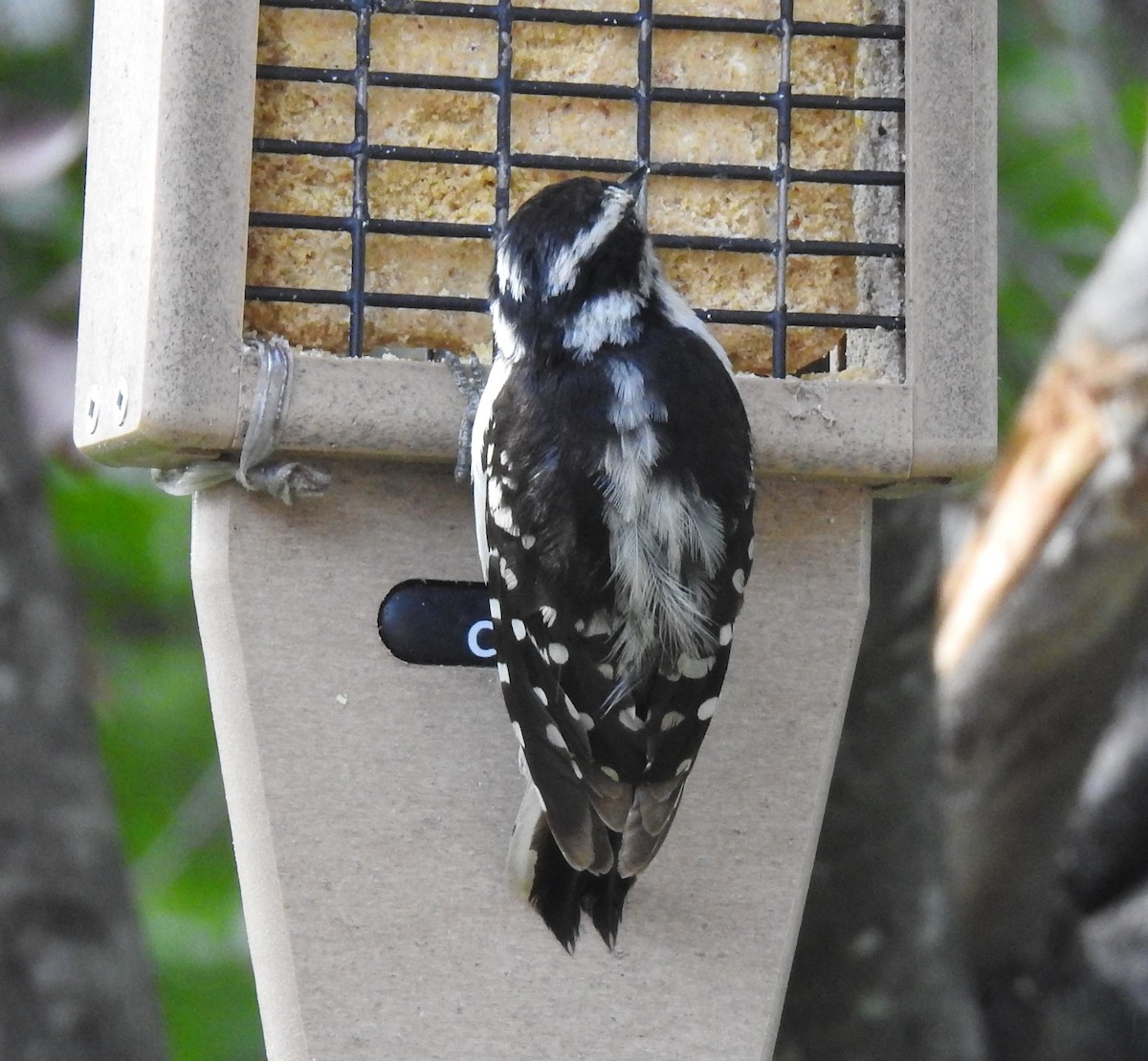 Downy Woodpecker - Les Gunderson