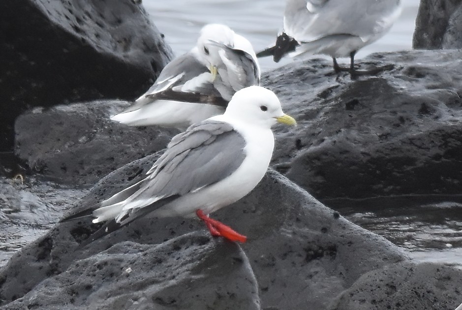 Red-legged Kittiwake - ML620659680