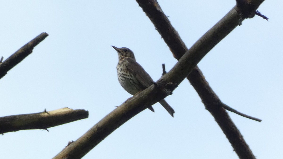 Song Thrush - ML620659681