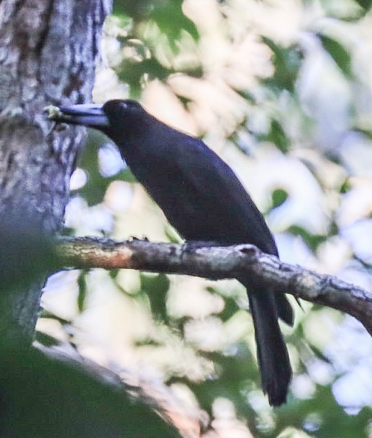 Black Butcherbird - ML620659688