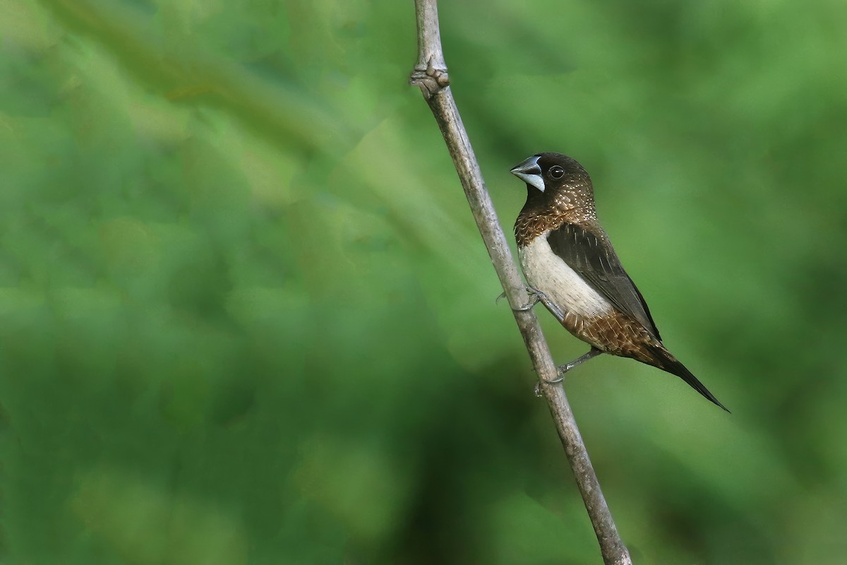 White-rumped Munia - ML620659690