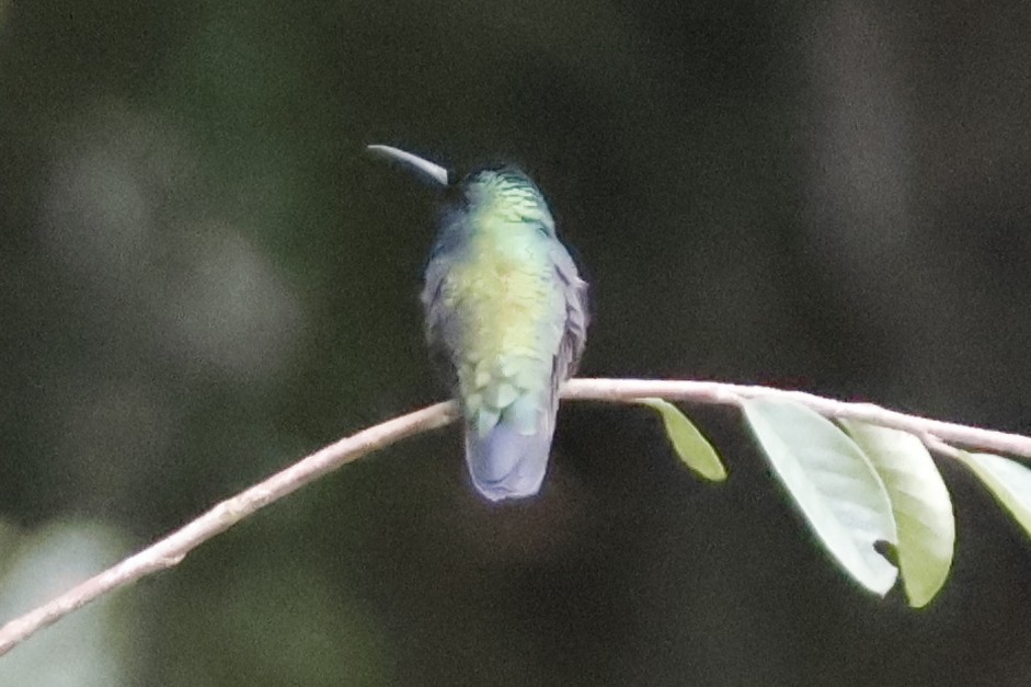 kolibřík modrolící - ML620659698