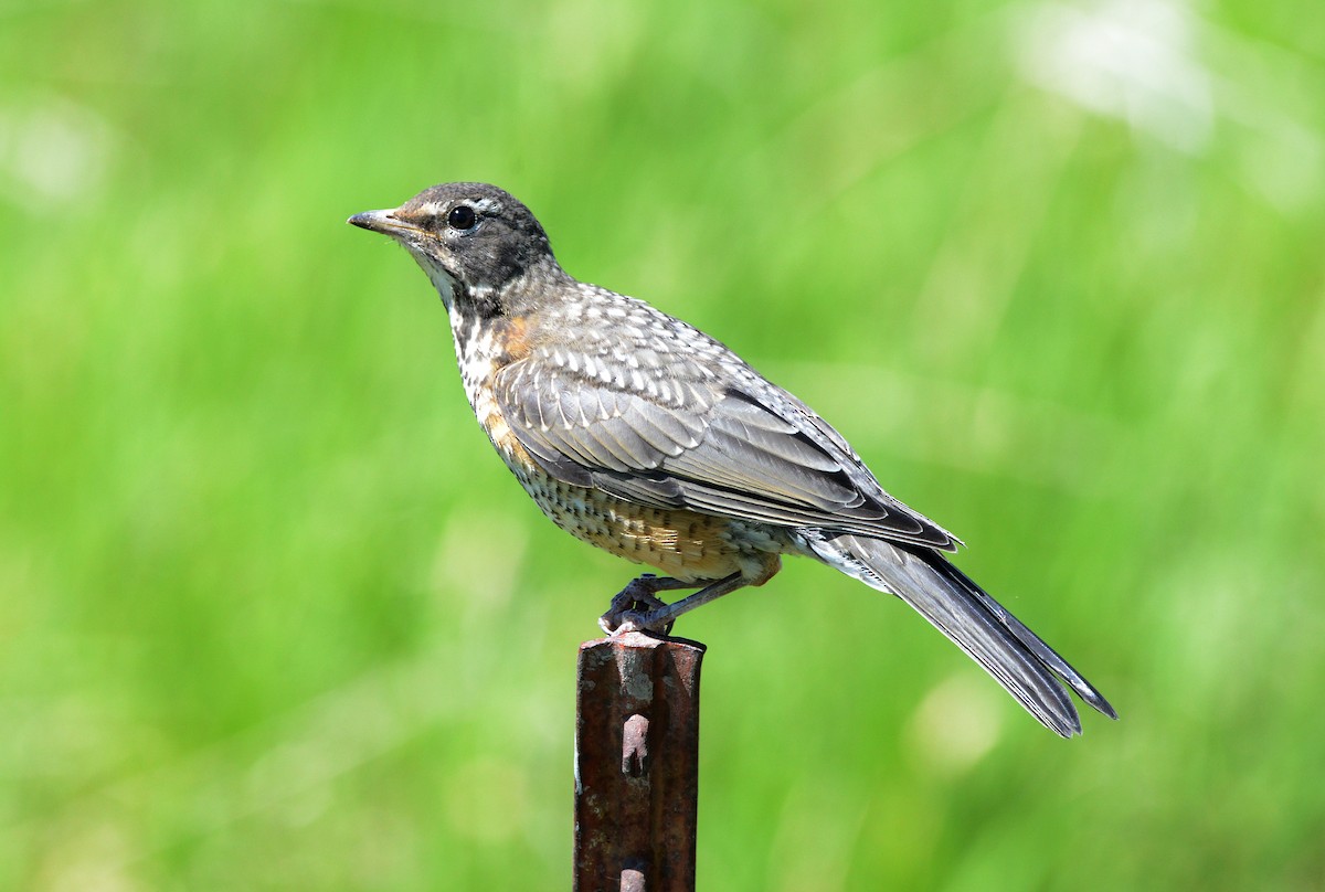 American Robin - ML620659700