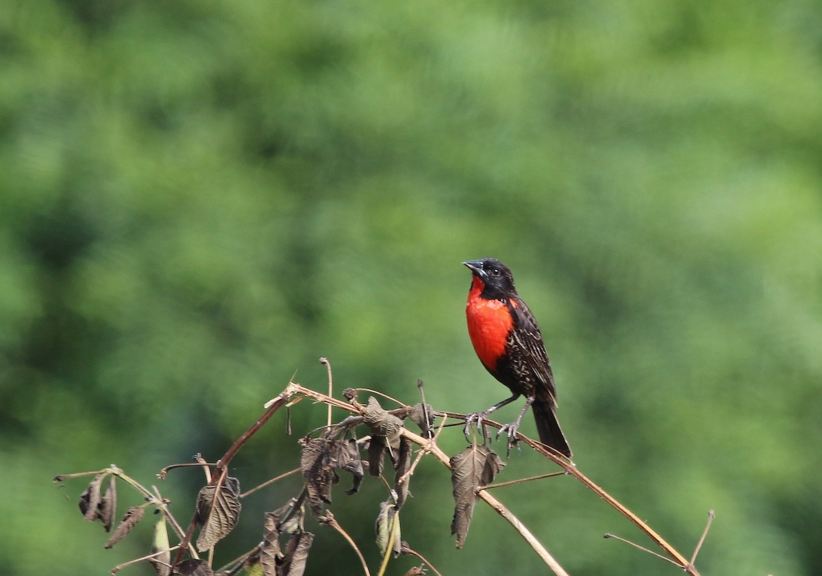 Red-breasted Meadowlark - ML620659701