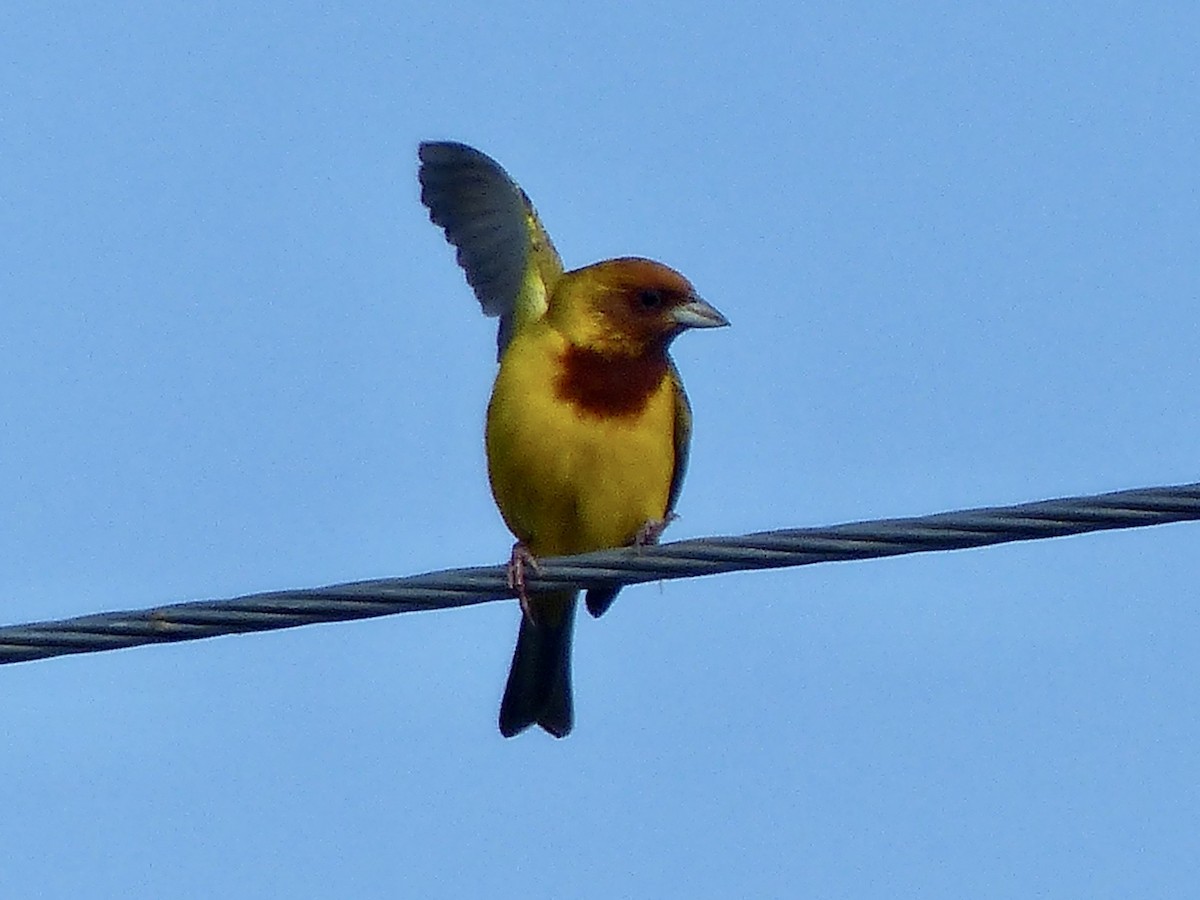 Red-headed Bunting - Jenny Bowman