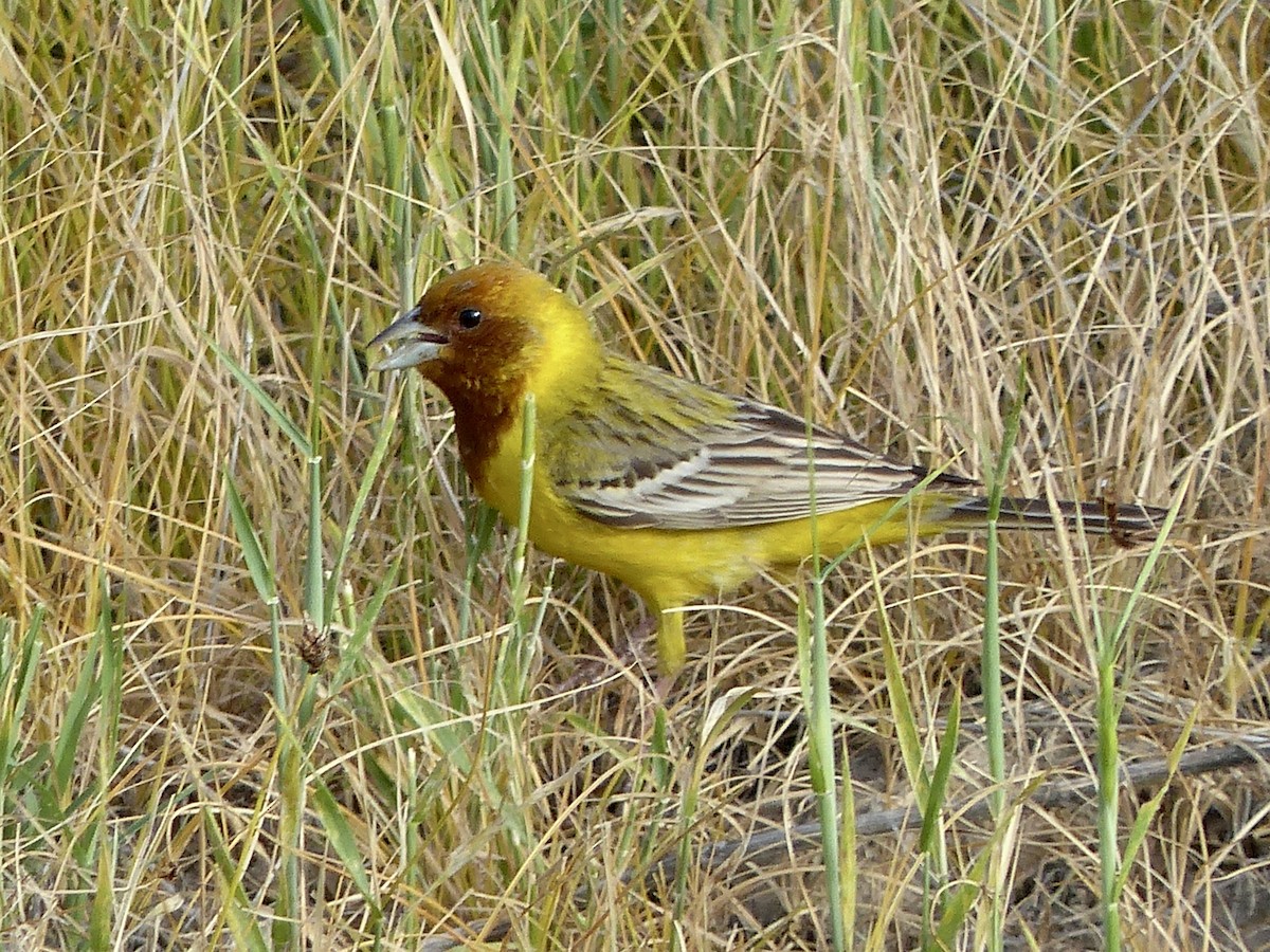 Red-headed Bunting - ML620659707