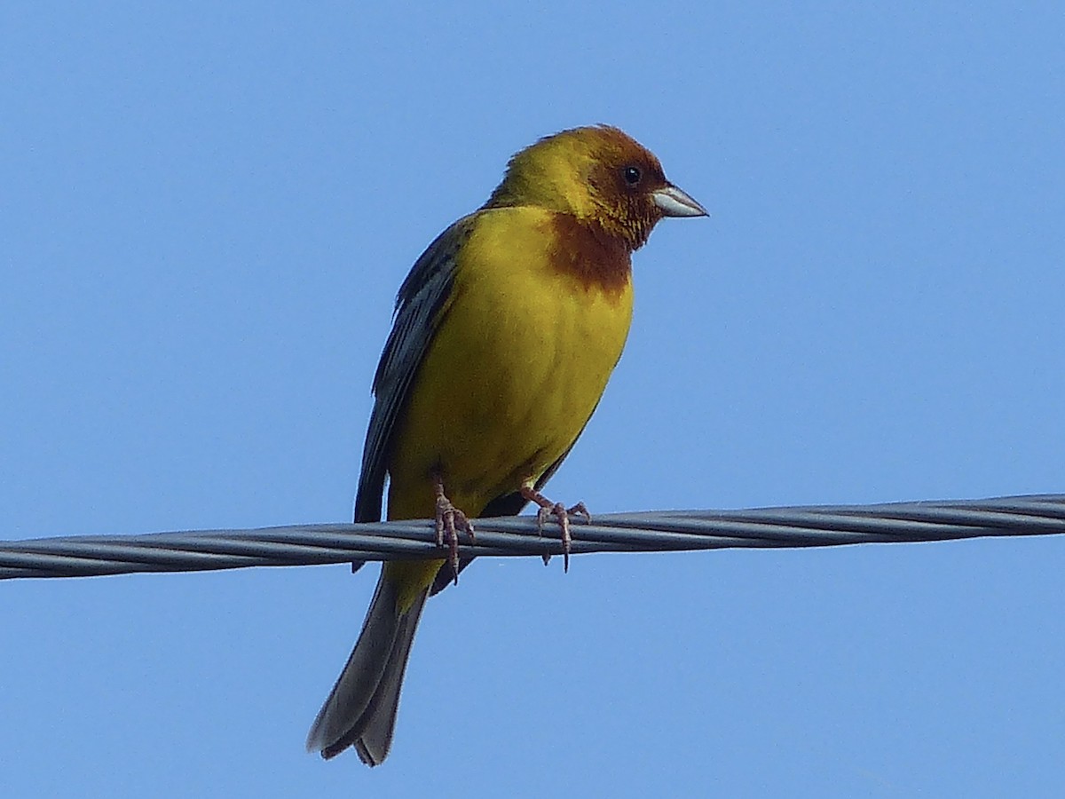 Red-headed Bunting - ML620659708