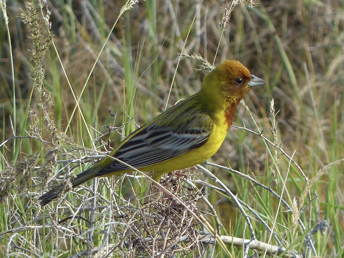 Red-headed Bunting - ML620659709