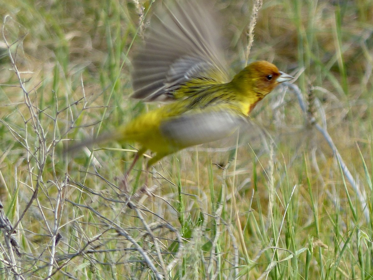 Red-headed Bunting - ML620659710