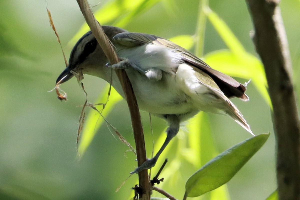 Rotaugenvireo - ML620659711