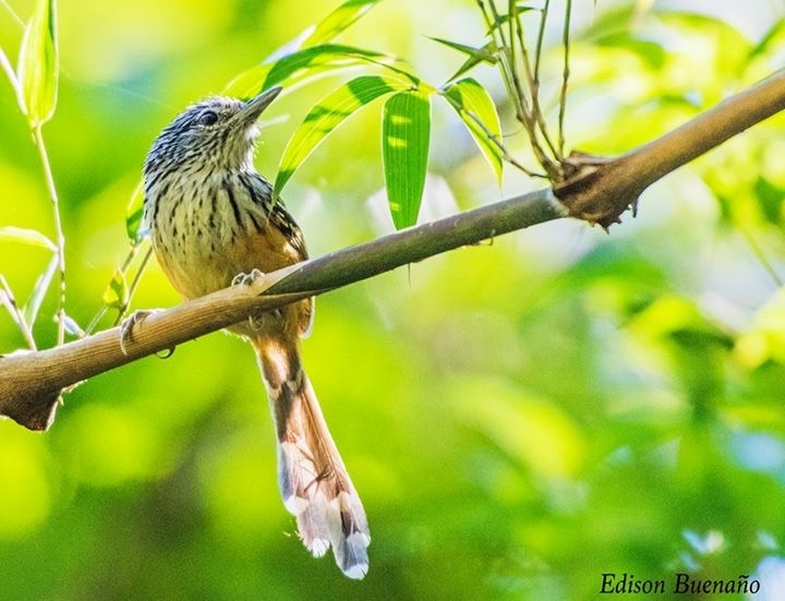 Streak-headed Antbird - ML620659714