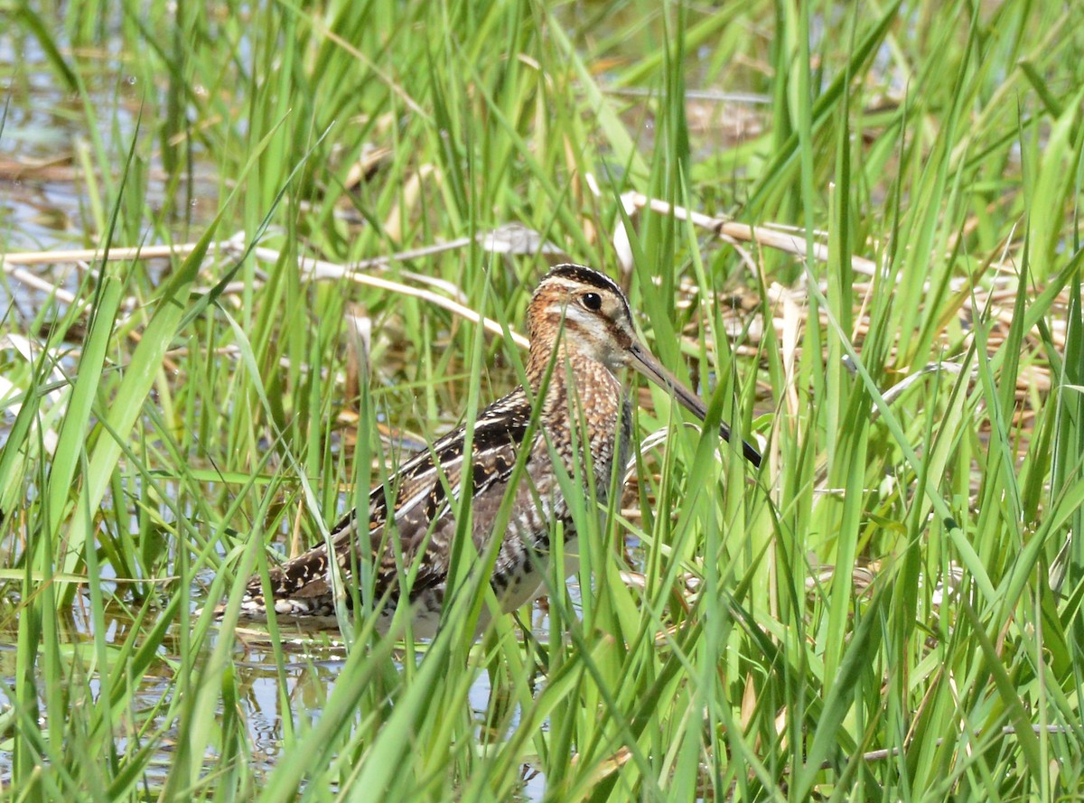 Wilson's Snipe - ML620659715