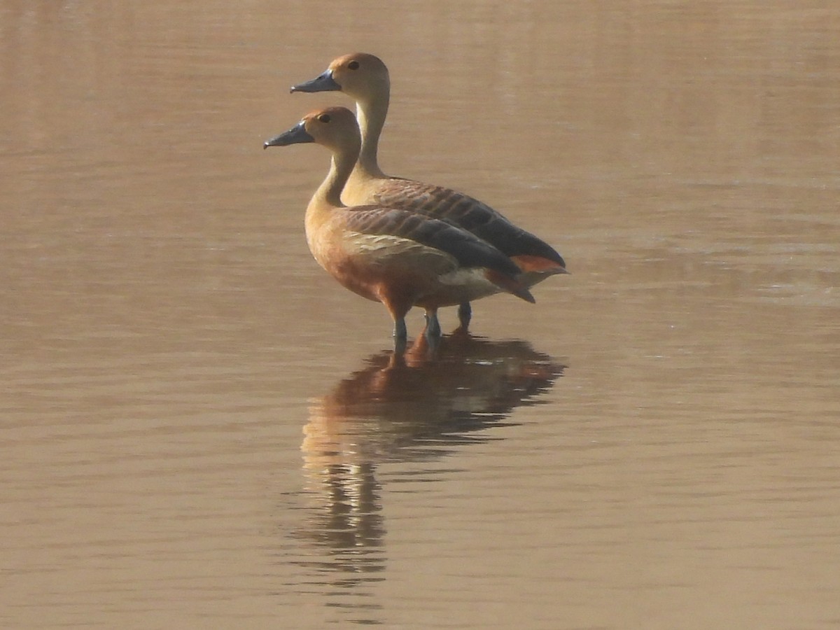 Lesser Whistling-Duck - ML620659717