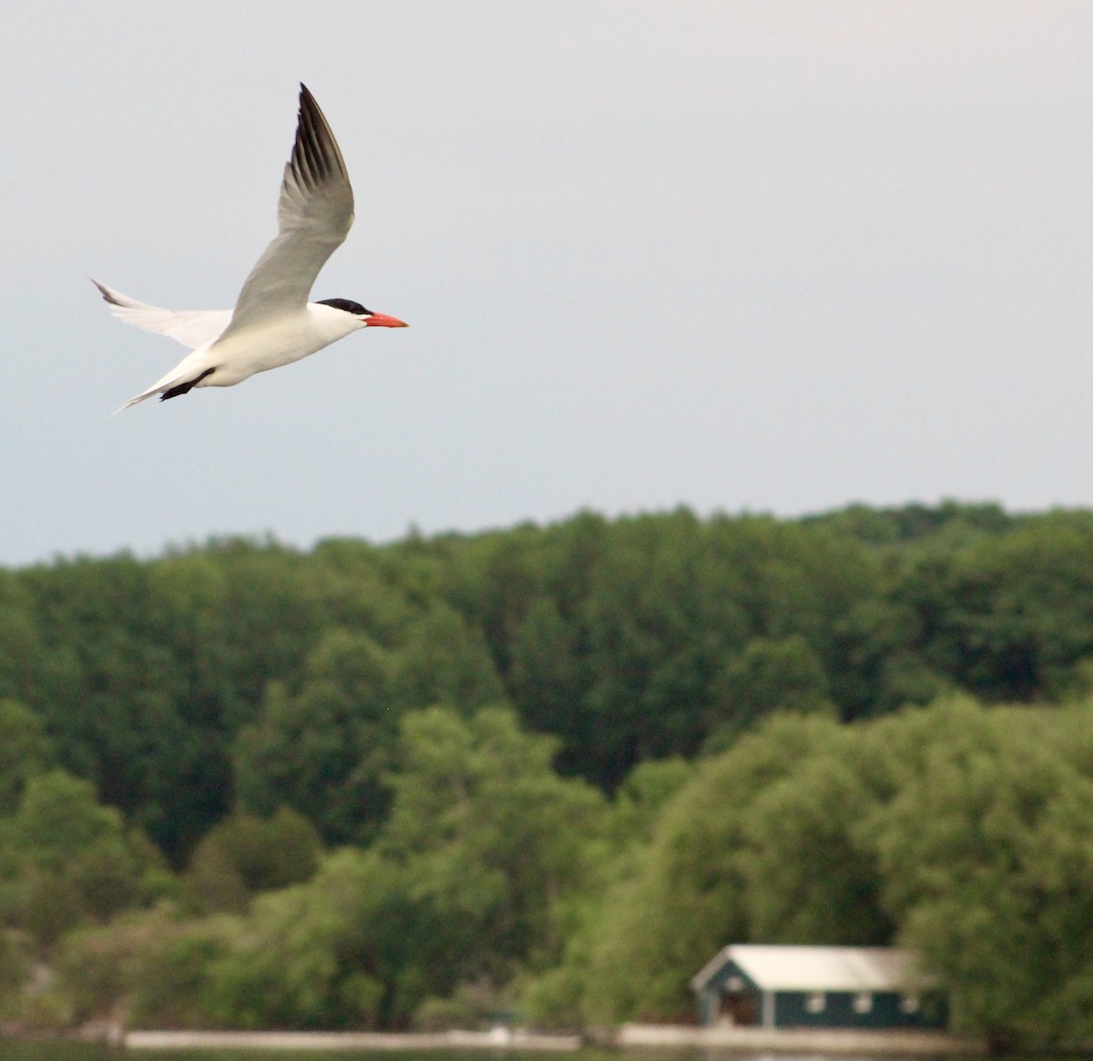 Caspian Tern - Brian Danforth