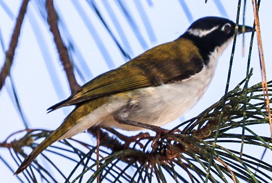 White-throated Honeyeater - ML620659722