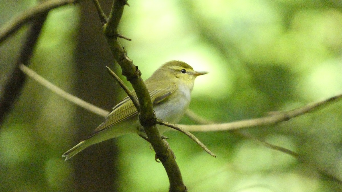 Wood Warbler - ML620659724