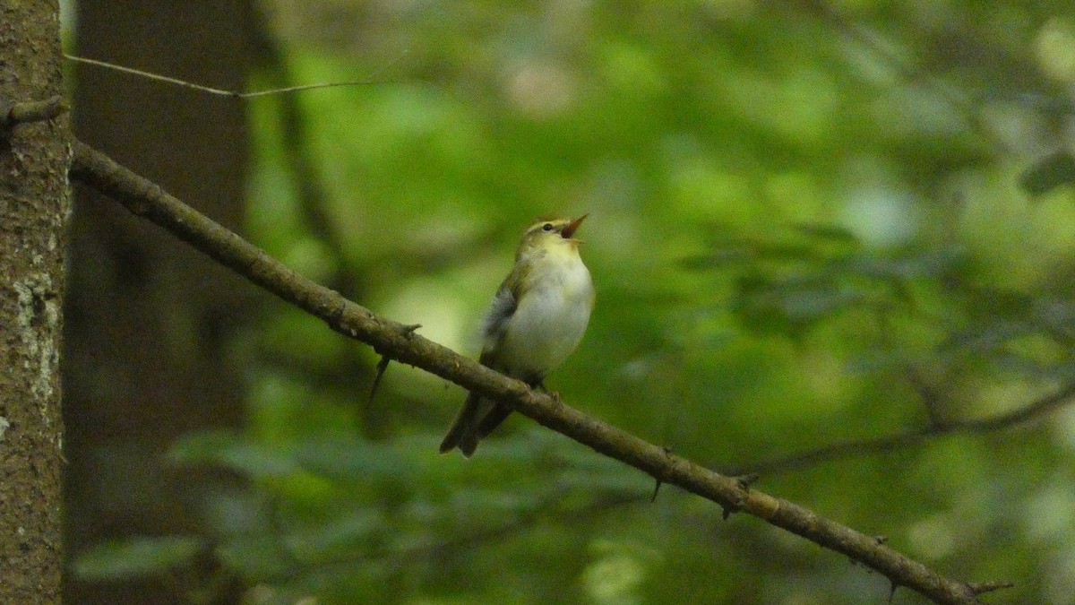 Wood Warbler - ML620659727