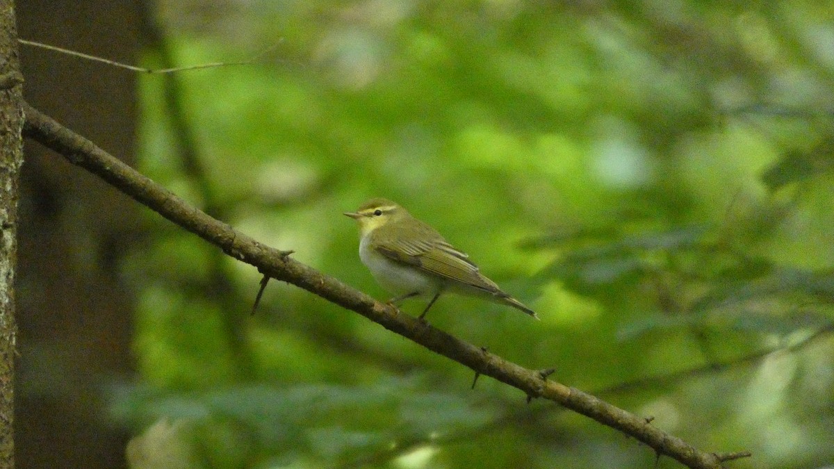 Wood Warbler - Malini Kaushik