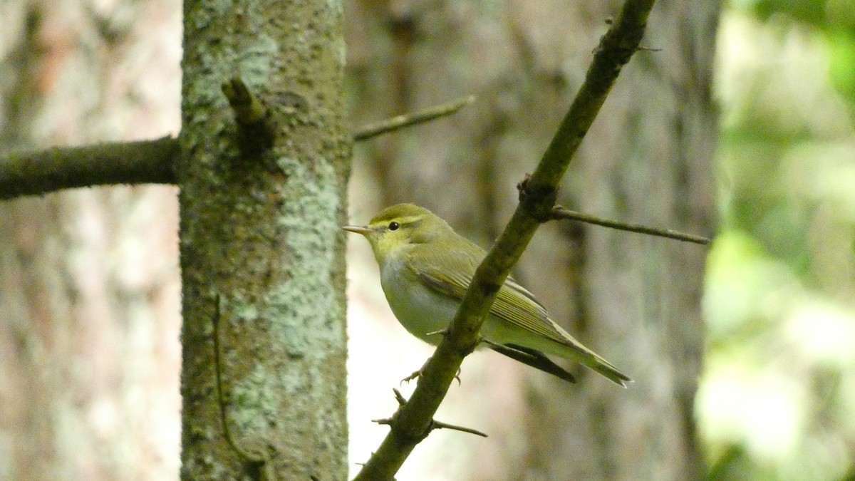 Wood Warbler - Malini Kaushik