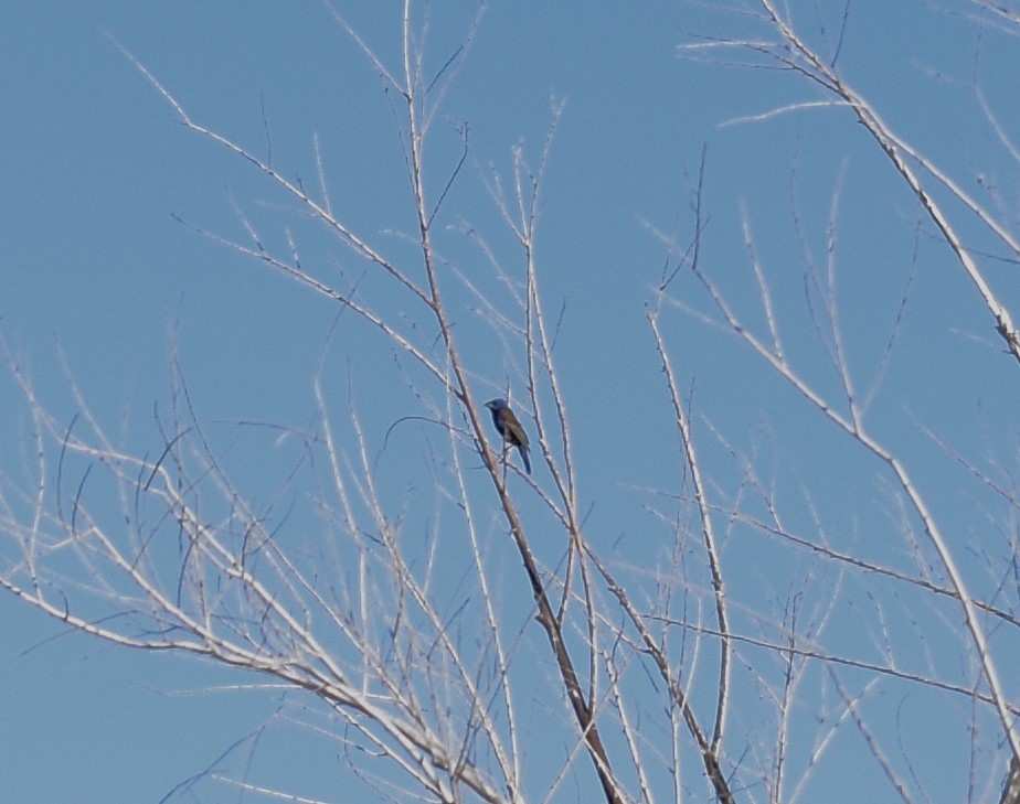 Blue Grosbeak - ML620659733