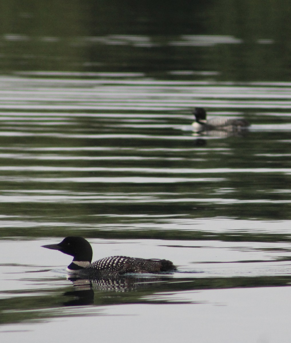 Common Loon - ML620659737