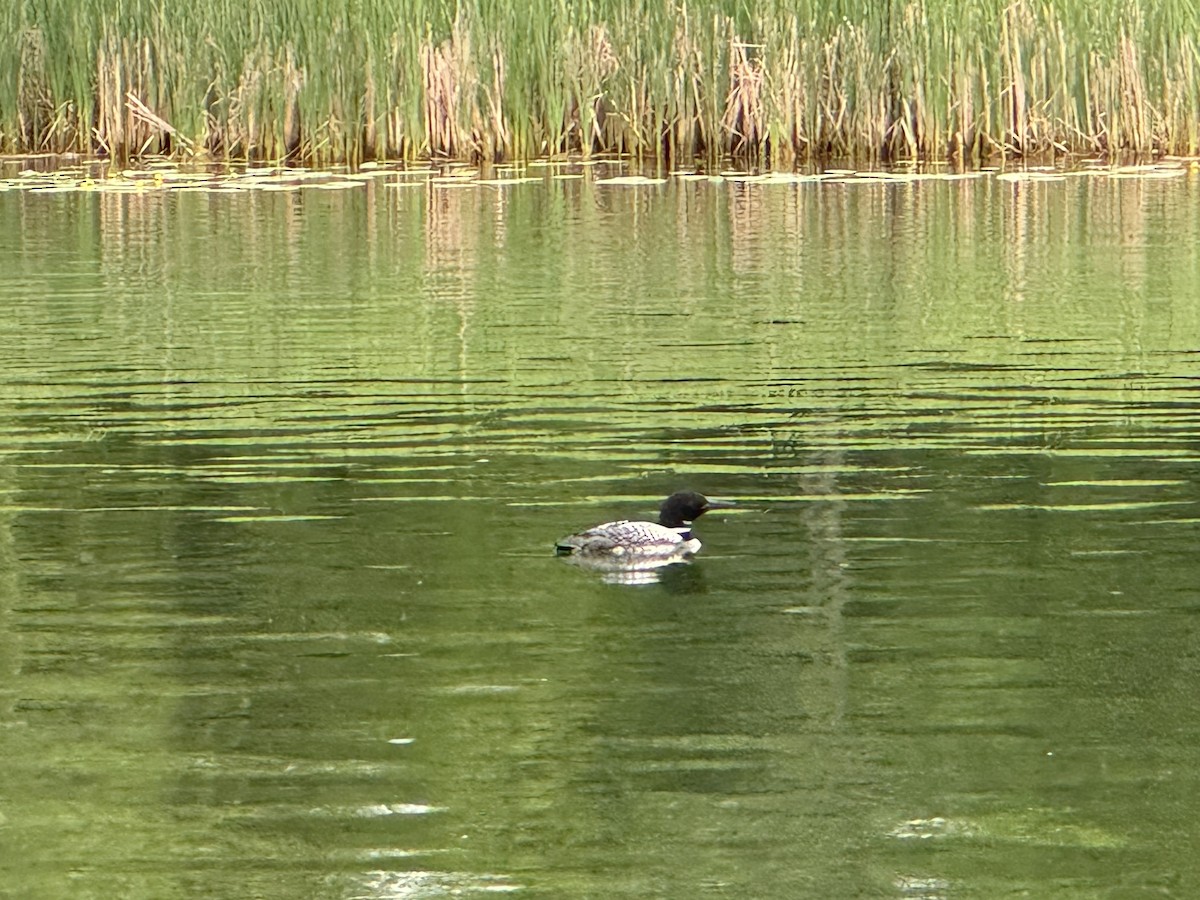 Common Loon - ML620659739