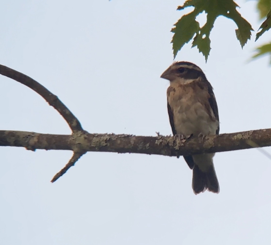 Rose-breasted Grosbeak - ML620659746